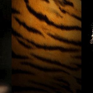 Tigre Majestoso Papel de Parede