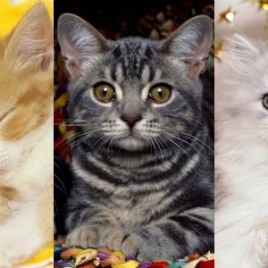Coleção de Gatinhos Fofos