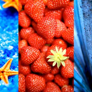 Estrelas do Mar e Morangos