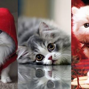 Gatos persas fofos