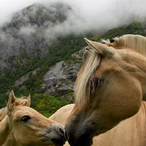 Belos Cavalos na Natureza