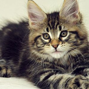 Gatinho Maine Coon Fofo