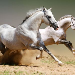 Cavalos Cinzentos Correndo