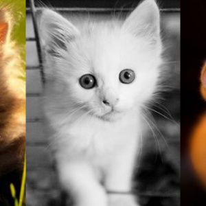 Coleção de Gatinhos Fofos