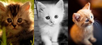 Coleção de Gatinhos Fofos