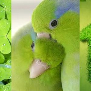 Natureza Verde e Papagaios