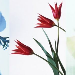 Linda Composição Floral