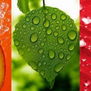 Frutas e folhas frescas