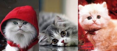 Gatos Fofos com Moletons
