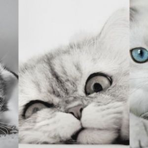 Coleção de Gatos Fofos