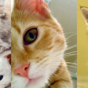 Gatos e Gatinhos Fofos