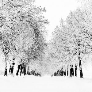Paisagem de Inverno com Árvores Cobertas de Neve
