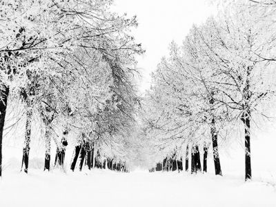 Paisagem de Inverno com Árvores Cobertas de Neve