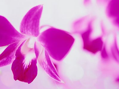 Linda orquídea rosa
