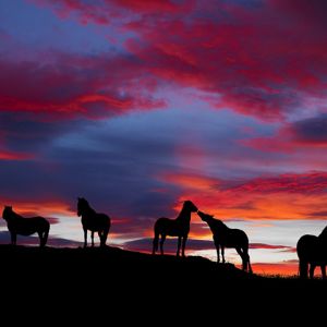 Cavalos Silhuetados ao Pôr do Sol