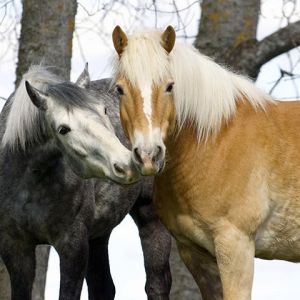 Belos Cavalos na Natureza