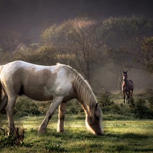 Cavalos Majestosos na Natureza