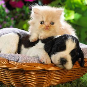 Filhote e Gatinho Juntos