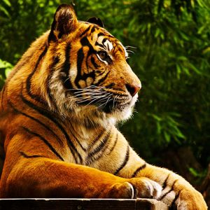Tigre Majestoso na Natureza