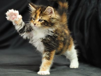 Gatinho Calico Brincalhão