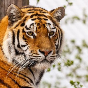 Tigre Majestoso em Close-Up