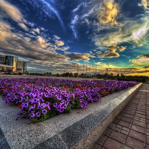 Pôr do Sol Vibrante Sobre Canteiro de Flores