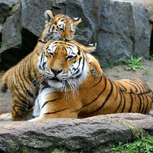 Tigres Majestosos na Natureza