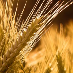 Campos de Trigo Dourado