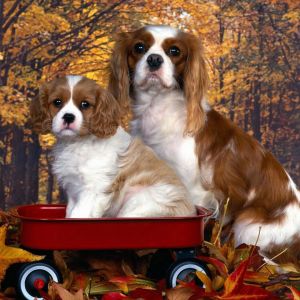 Cavalier King Charles Spaniels Fofos