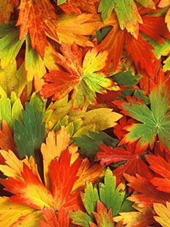 Folhas de Outono Coloridas