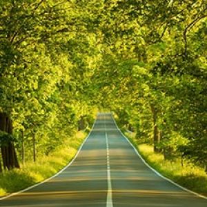 Estrada Cênica Cercada por Árvores