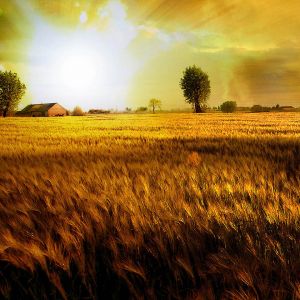 Campo de Trigo Dourado ao Pôr do Sol