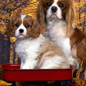 Cavalier King Charles Spaniels Fofos