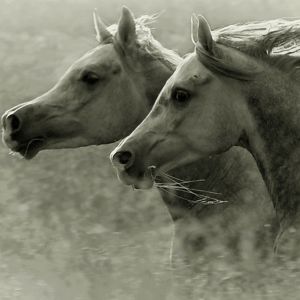 Cavalos Correndo em Movimento