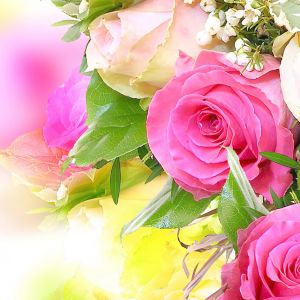 Belas Rosas Pink