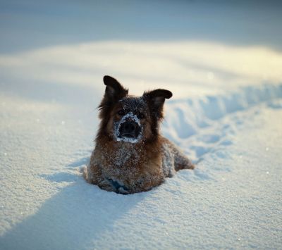Cão Neve no Inverno