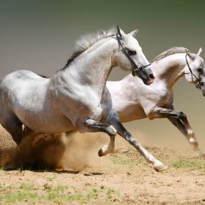 Cavalos Cinzentos Correndo
