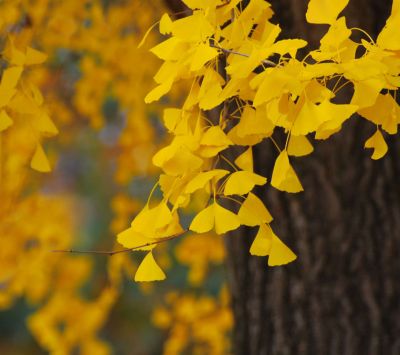 Folhas de Ginkgo Amarelas Vibrantes