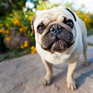 Pug Adorável