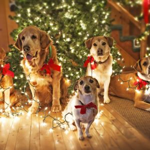 Cães Festivos com Luzes de Natal