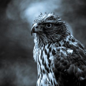 Retrato de Falcão Majestoso