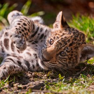 Leopardo Bebê Brincalhão