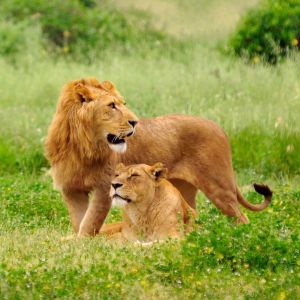 Leões Majestosos na Natureza