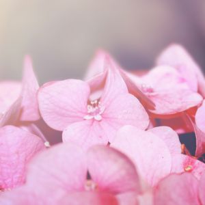 Hortênsias Rosas