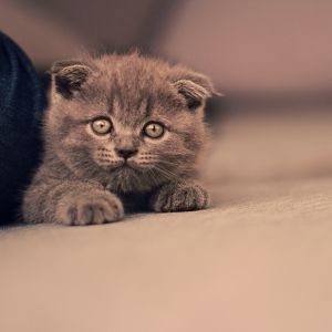 Gatinho Cinza Fofo