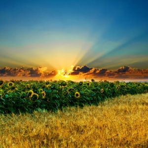 Campo de girassóis ao pôr do sol