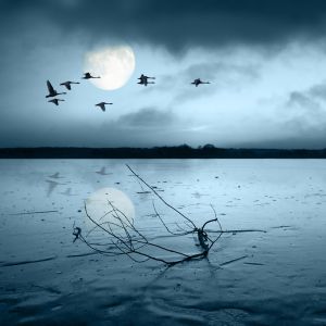 Lago Iluminado pela Lua com Pássaros
