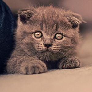 Gatinho Cinza Adorável