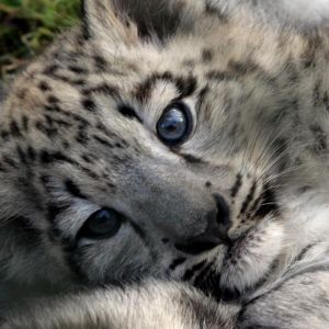 Filhote de Leopardo das Neves