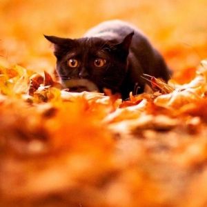 Gato Preto nas Folhas de Outono